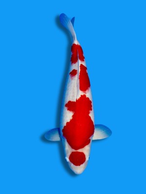 Maruten Kohaku | Koi&Co. Maruten Kohaku | Koi&Co.